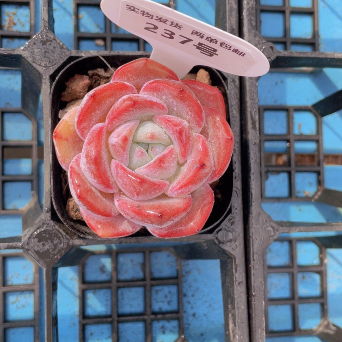 237号大白兔单头一个