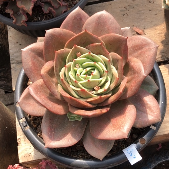 狮子王多肉Rom朋友