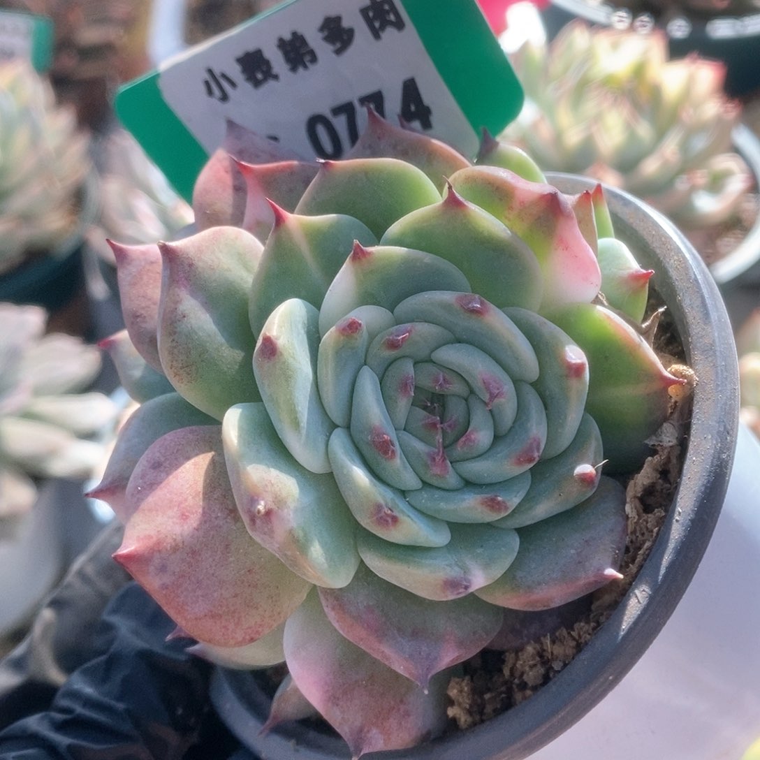 774锦锦锦锦锦锦锦