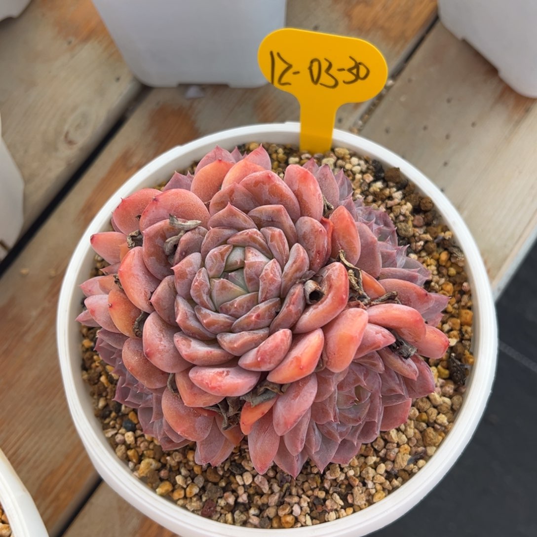 11-03-30老桩美肉