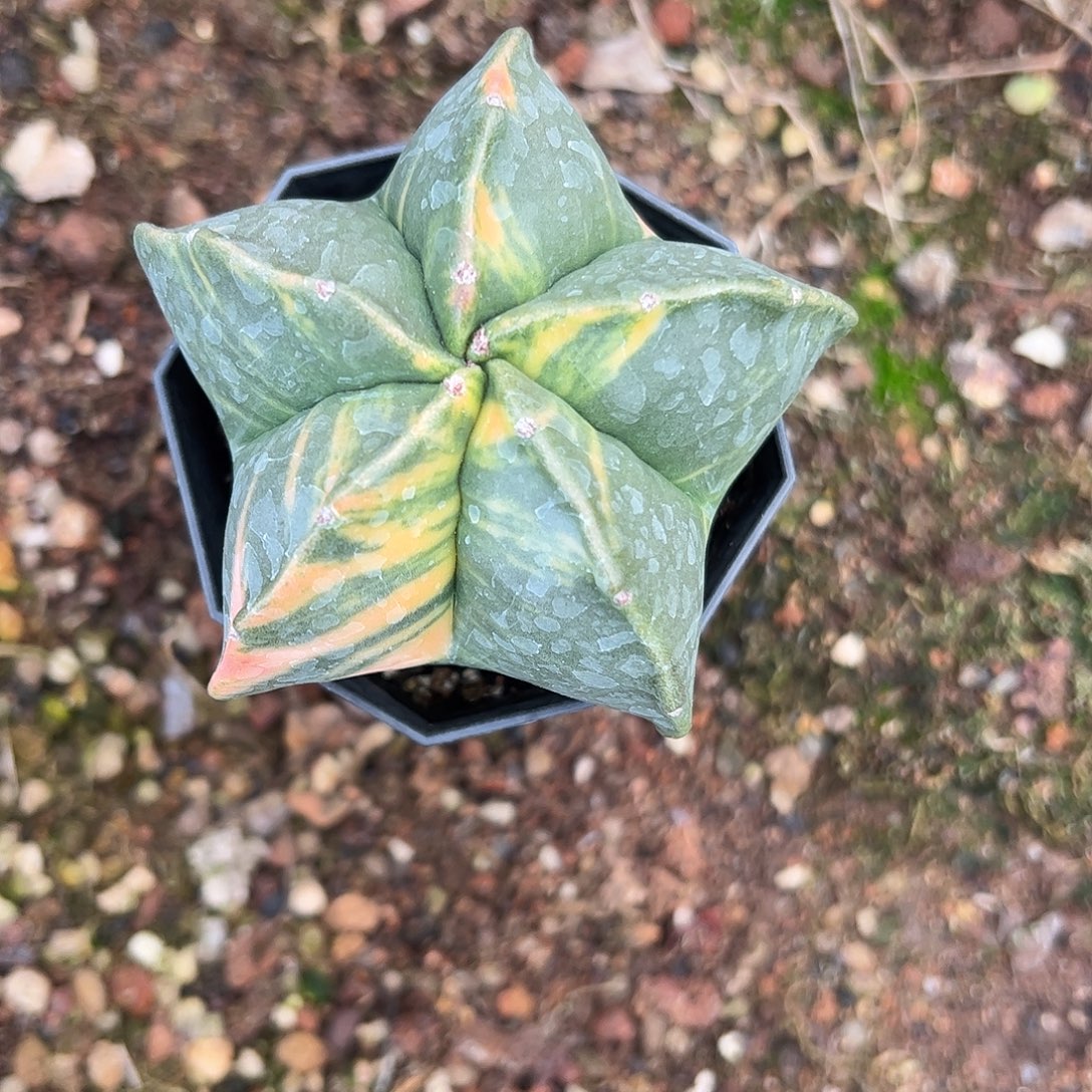 周***杨实生鸾凤玉锦一物一拍