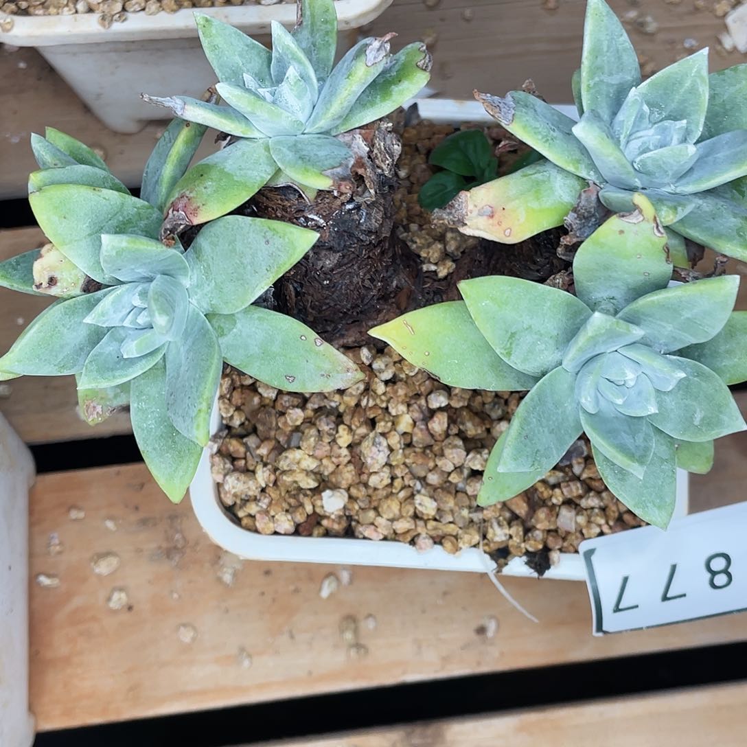 ?****猹大花朵苹果叶1877