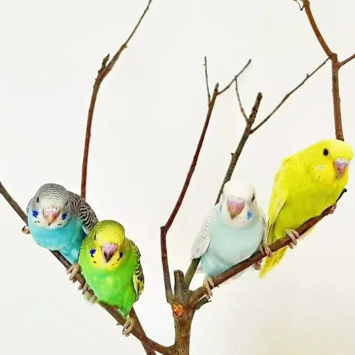 2只 会说话的手养彩色虎皮鹦鹉小鸟亲人听话可上手