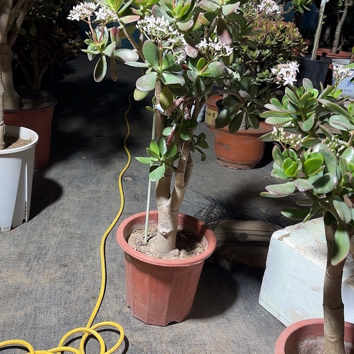 墨***竹当前无花栽培后可以开花韩国紫叶120