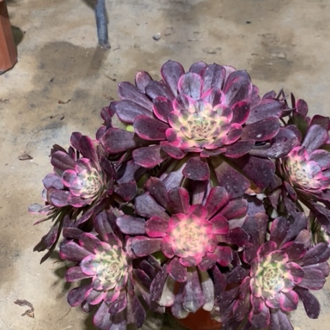 黑金刚多肉植物007