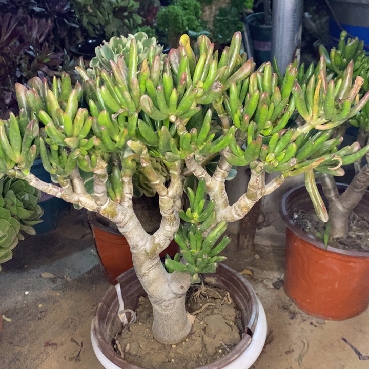 吸才树多肉植物15 