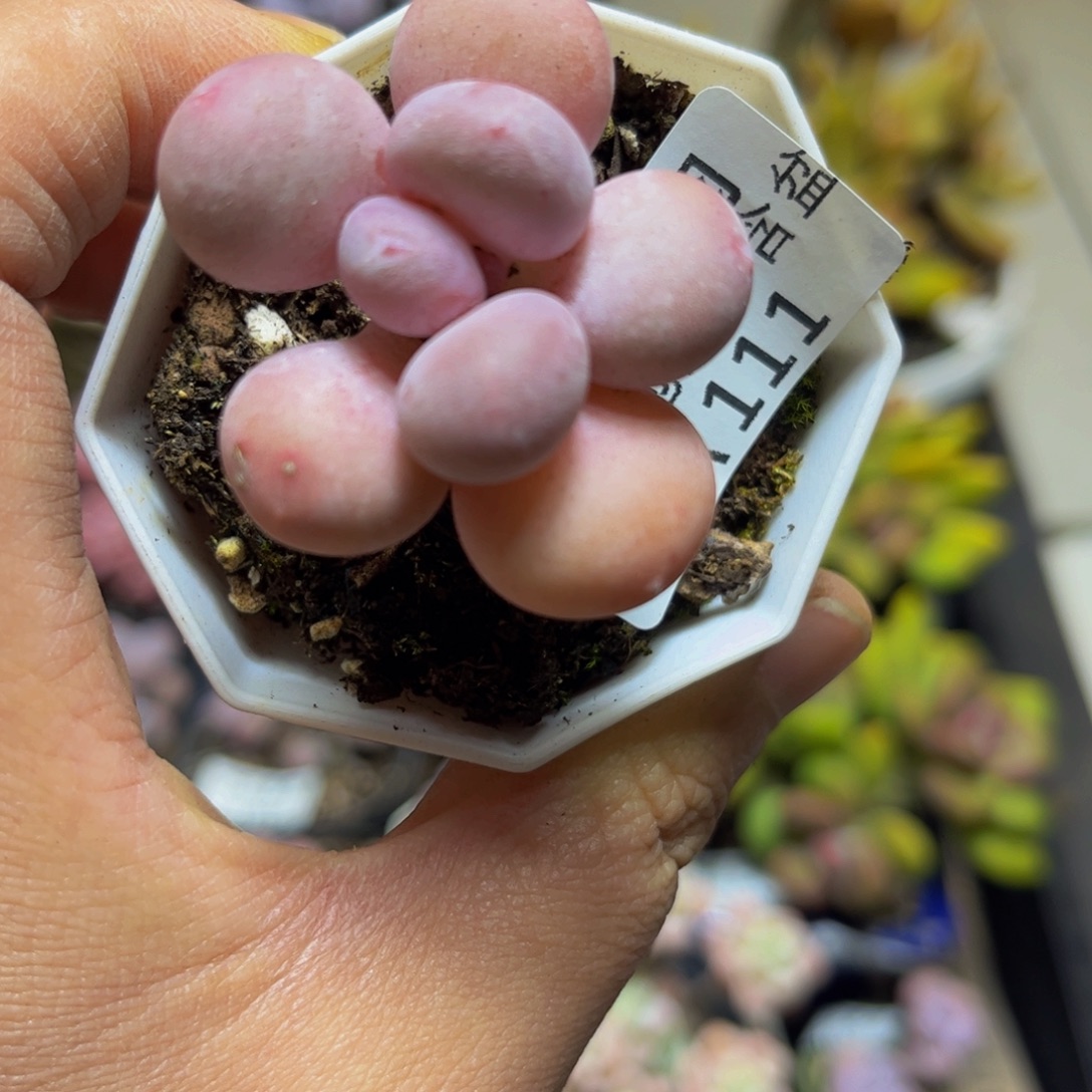 111蛋黄奶酪4厘米多肉