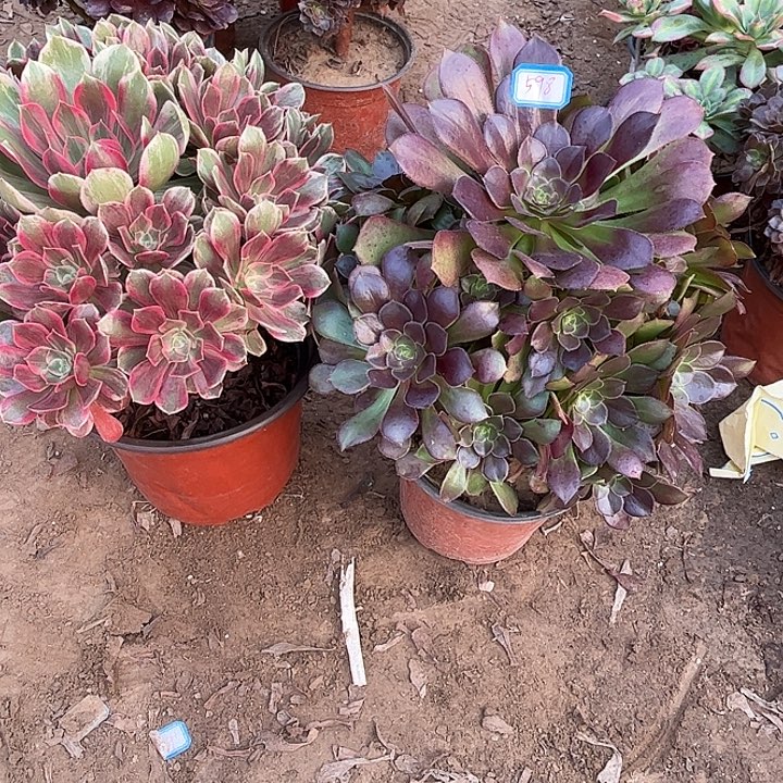 598多肉植物组合瑕疵特价，