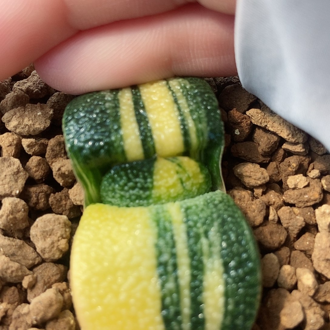 653卧牛极上斑锦带盆发货
