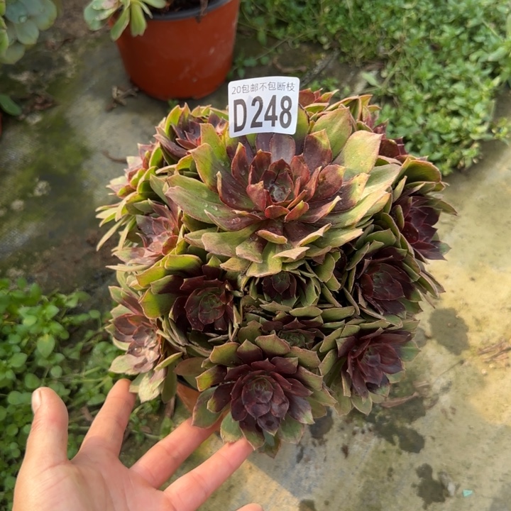 红丝绒……多肉植物……