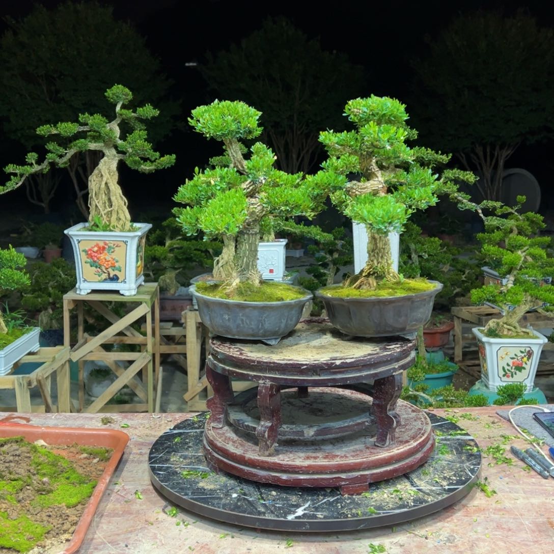 纳***无花朵广东皱皮雀舌黄杨