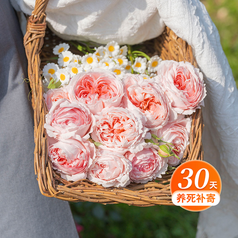 天狼月季 妍姿 自育月季玫瑰 多季大花杂交茶香庭院露台