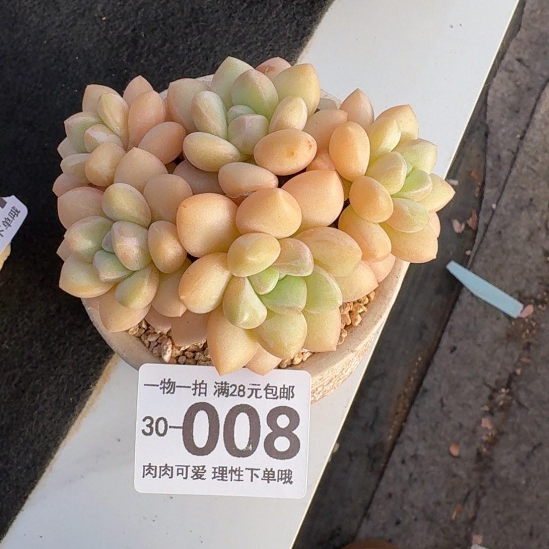 泡泡糖无盆土发货无