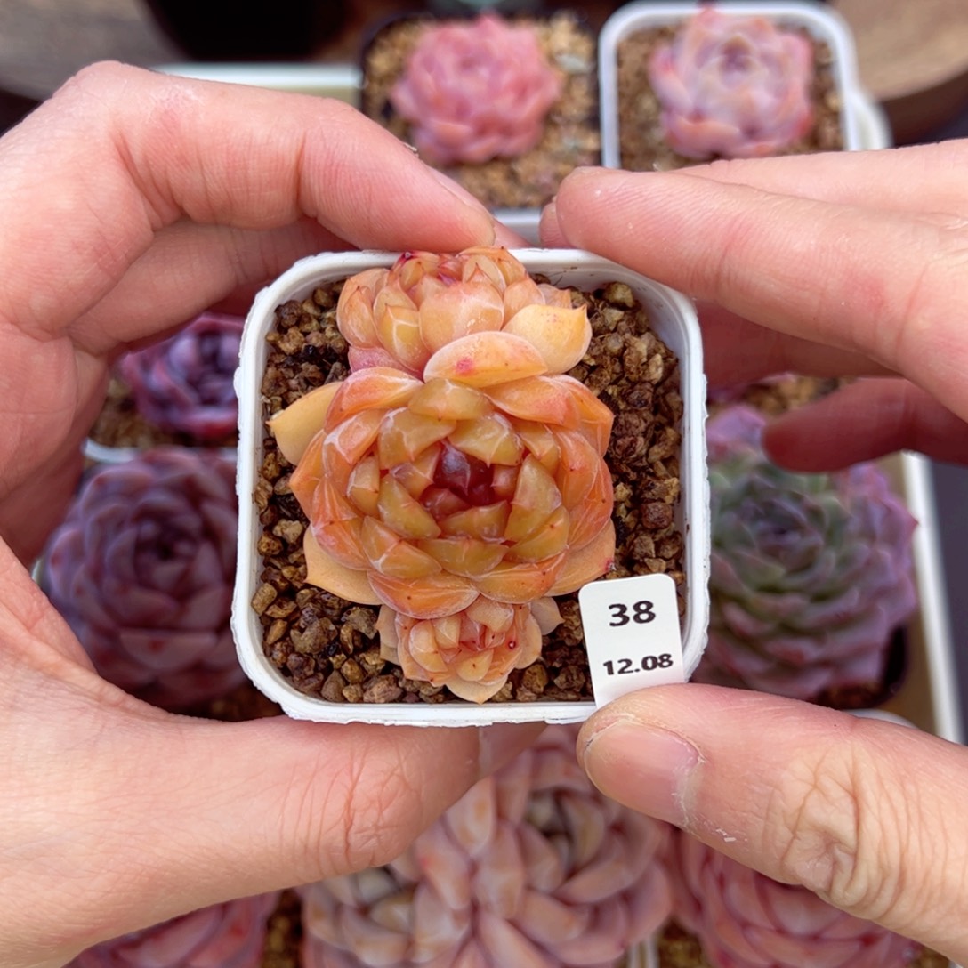 好好看38、哈哈哈哈