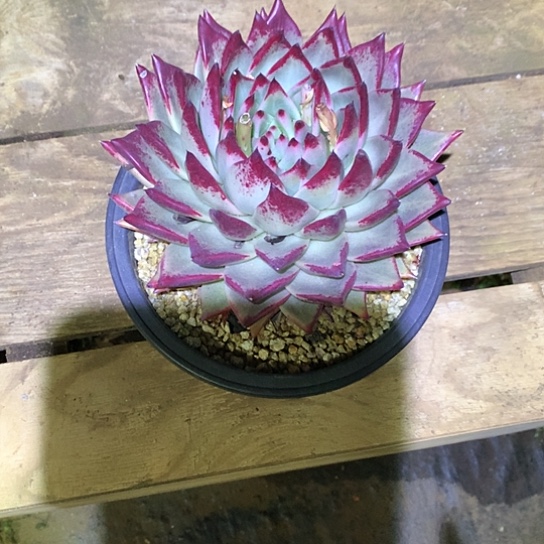 慧美肉特价活动开始啦