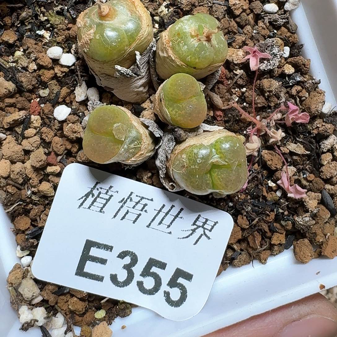355盒多肉植物哇f