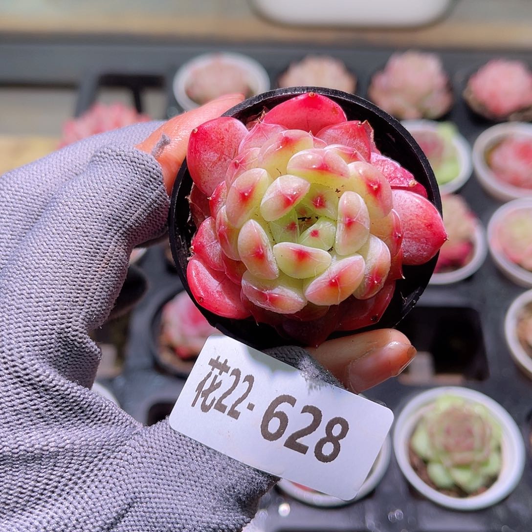 花22-628新品单头