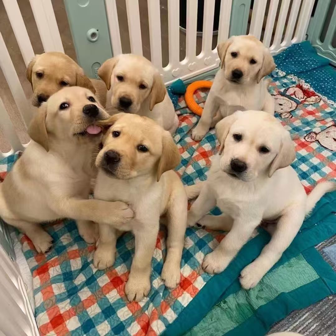 拉布拉多宠物犬  包邮包活  疫苗齐全