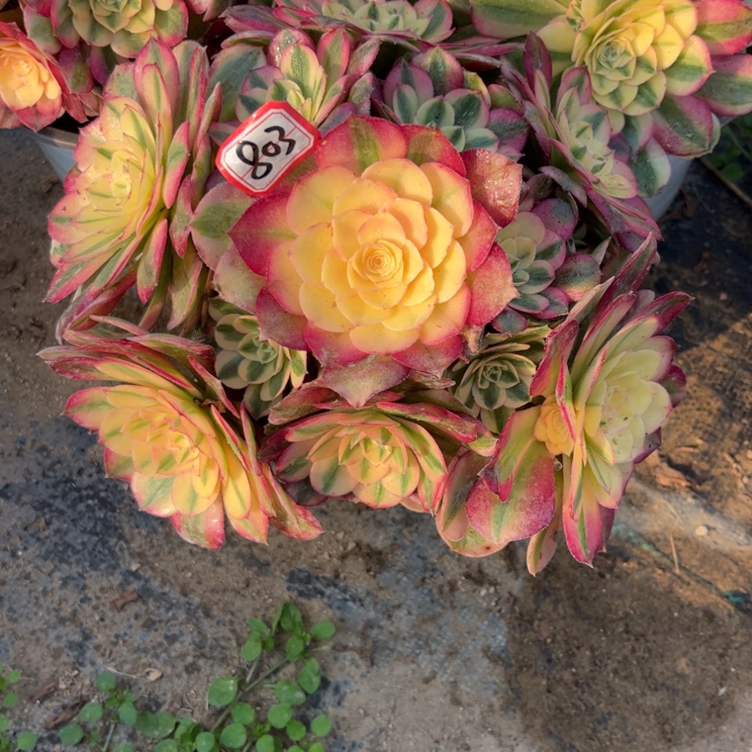 803多肉植物荔枝捧花