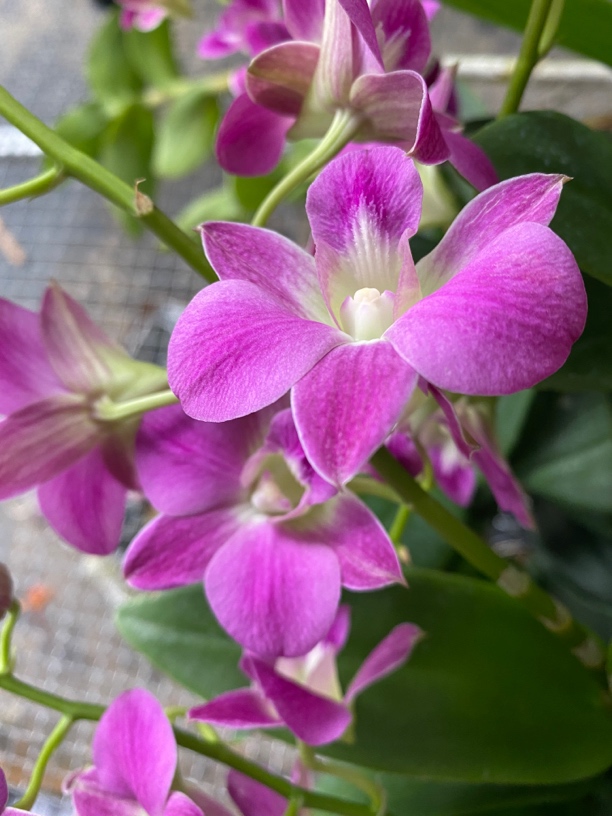 童话秋石斛盆栽室内外阳台客厅新品种石斛花好养窗台多年生石斛兰