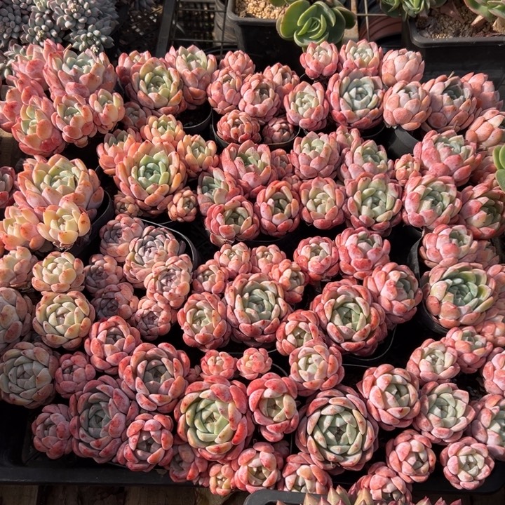 精品多肉植物老桩糖心随机发一棵