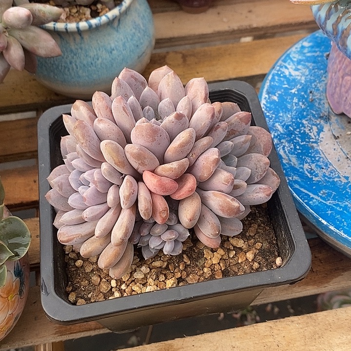 多肉植物肉肉植物