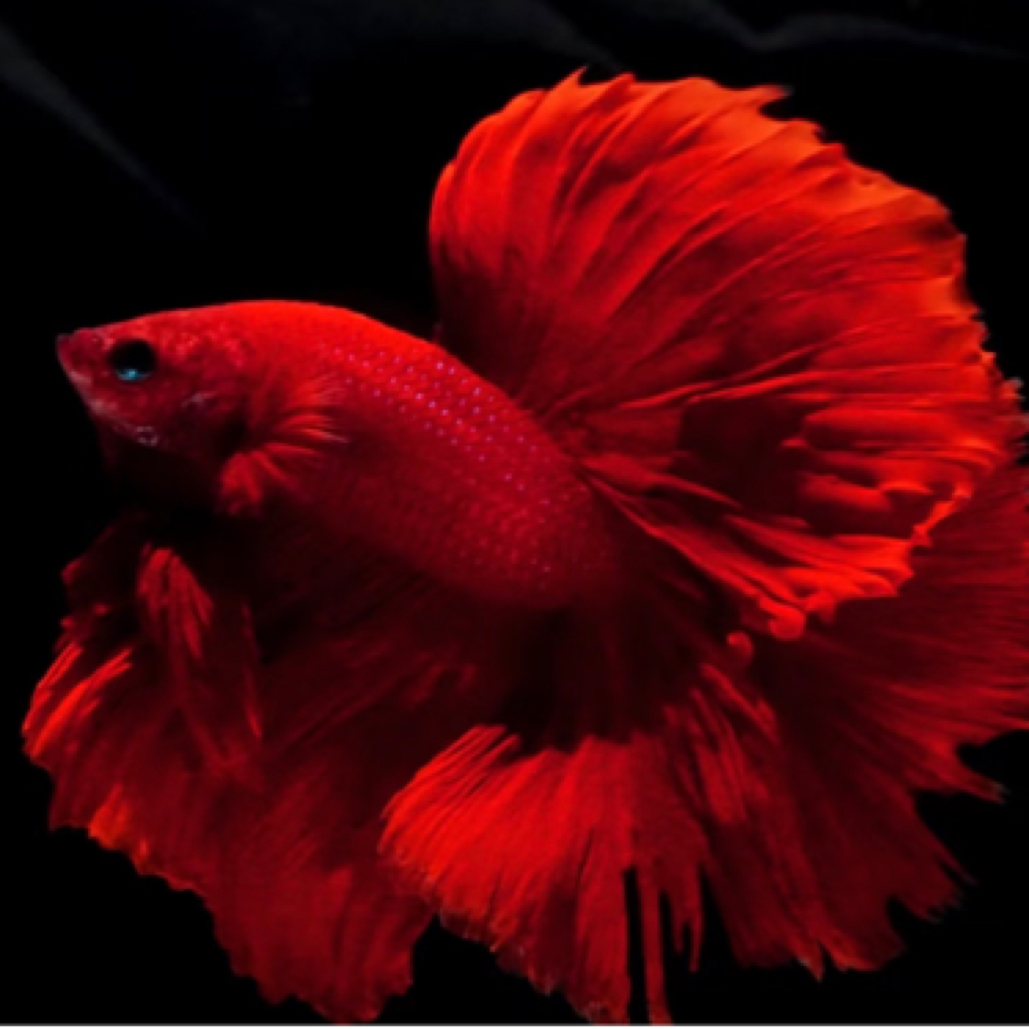 精品泰国斗鱼半月大红袍观赏鱼办公摆件