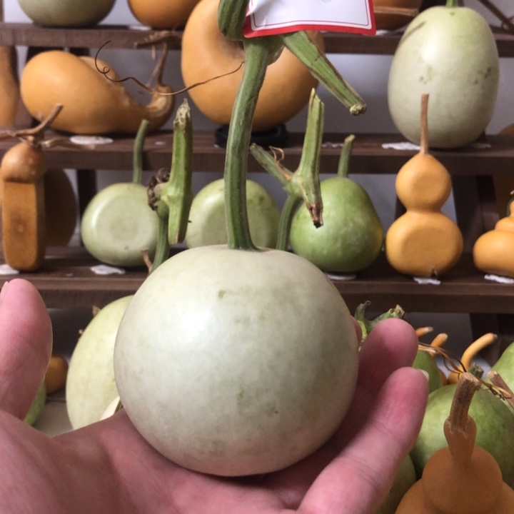 福利来啦，福利来啦