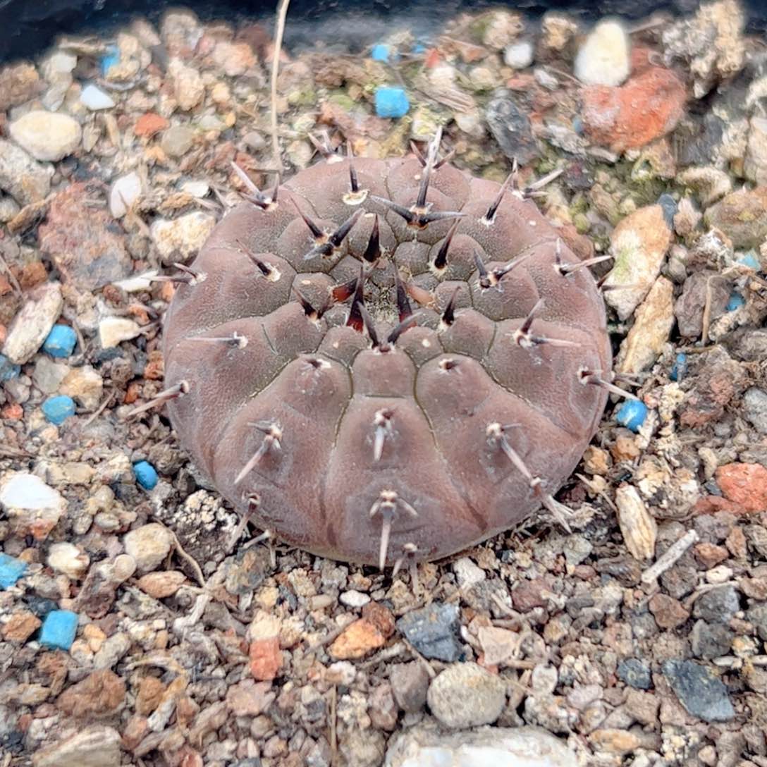 实生 怪龙丸仙人球