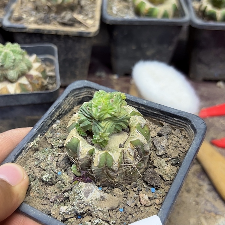 2485号草球嫁接老花笼