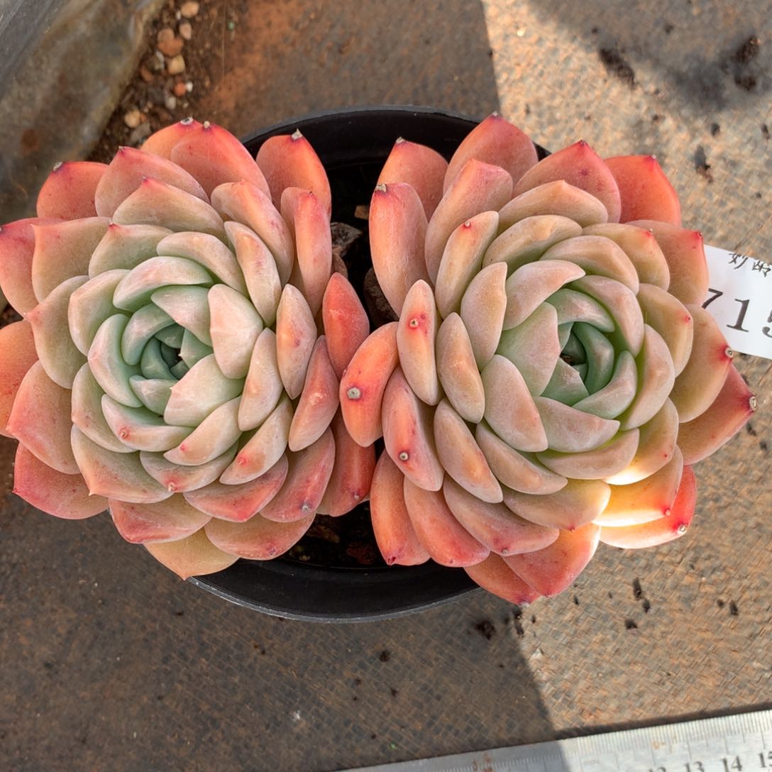 7152杂交精品基地14厘米