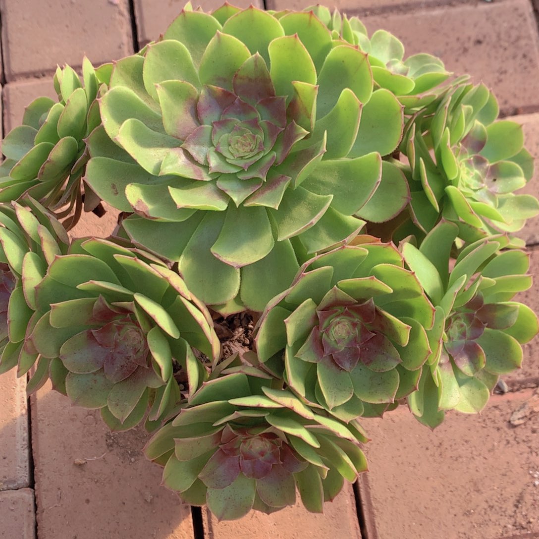 无花朵闪购法师1棵万圣节