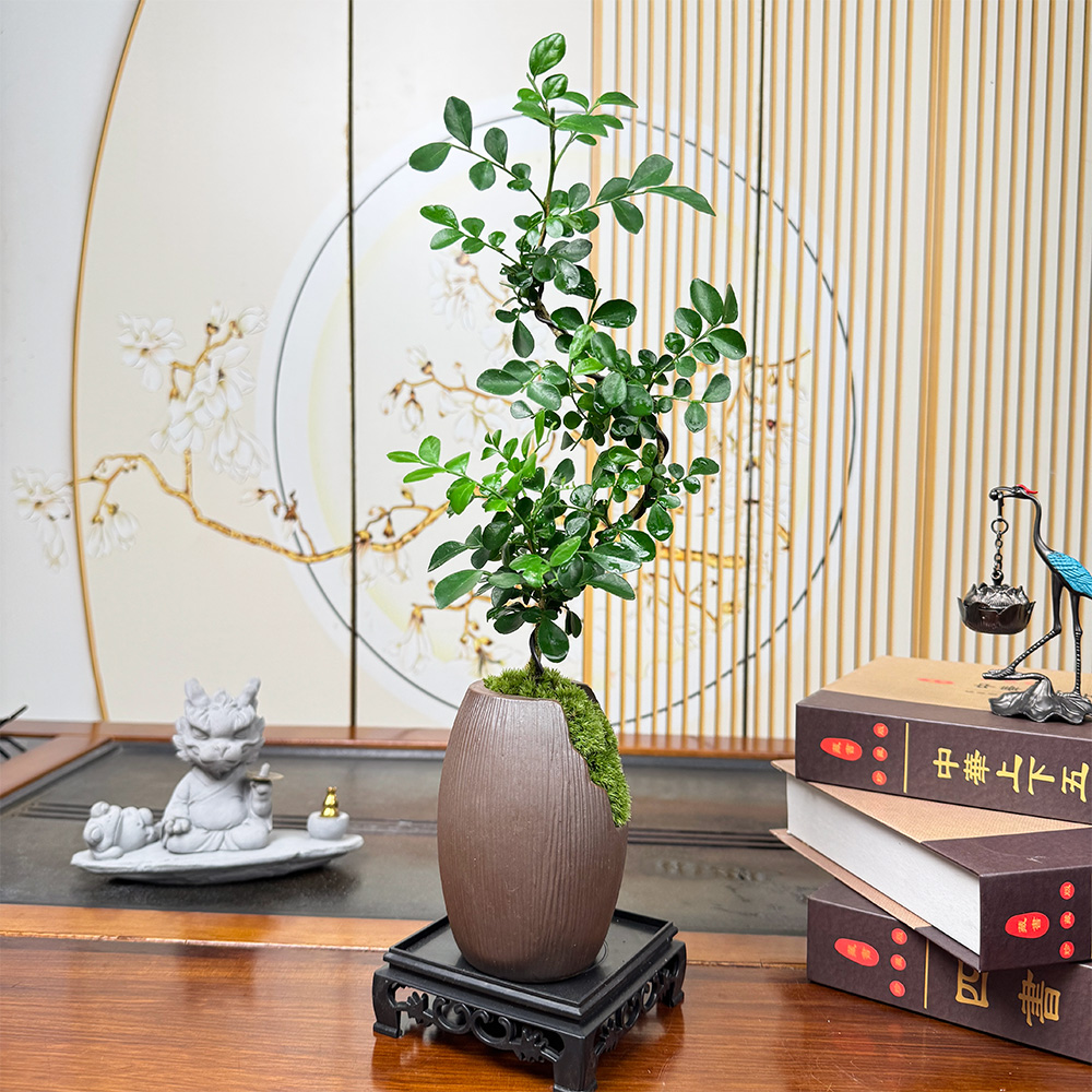 室内S弯九里香精致植物好养活的绿植盆栽开花清香茶桌办公室盆景
