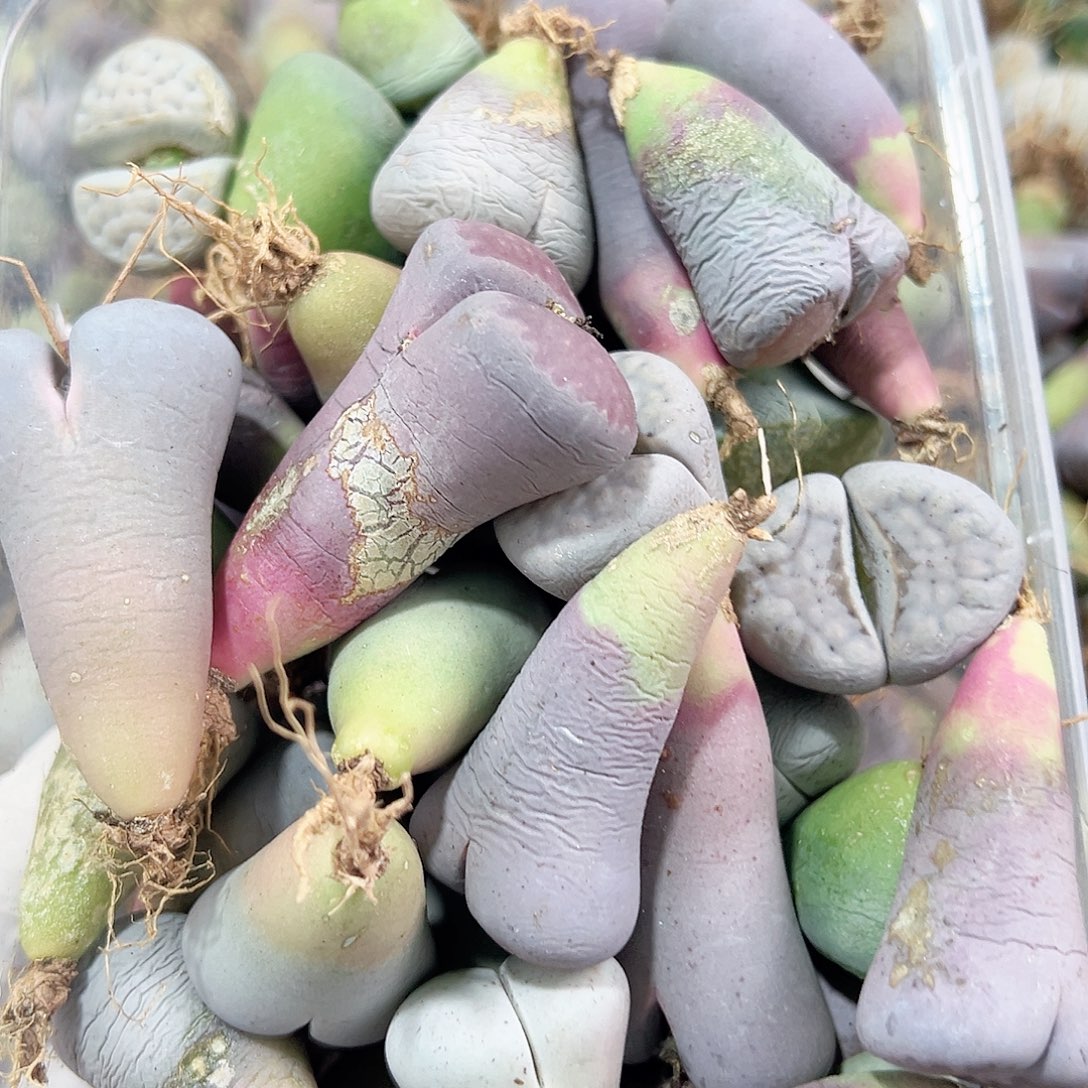 8422五年生石花大母本混合有瑕疵特价处理