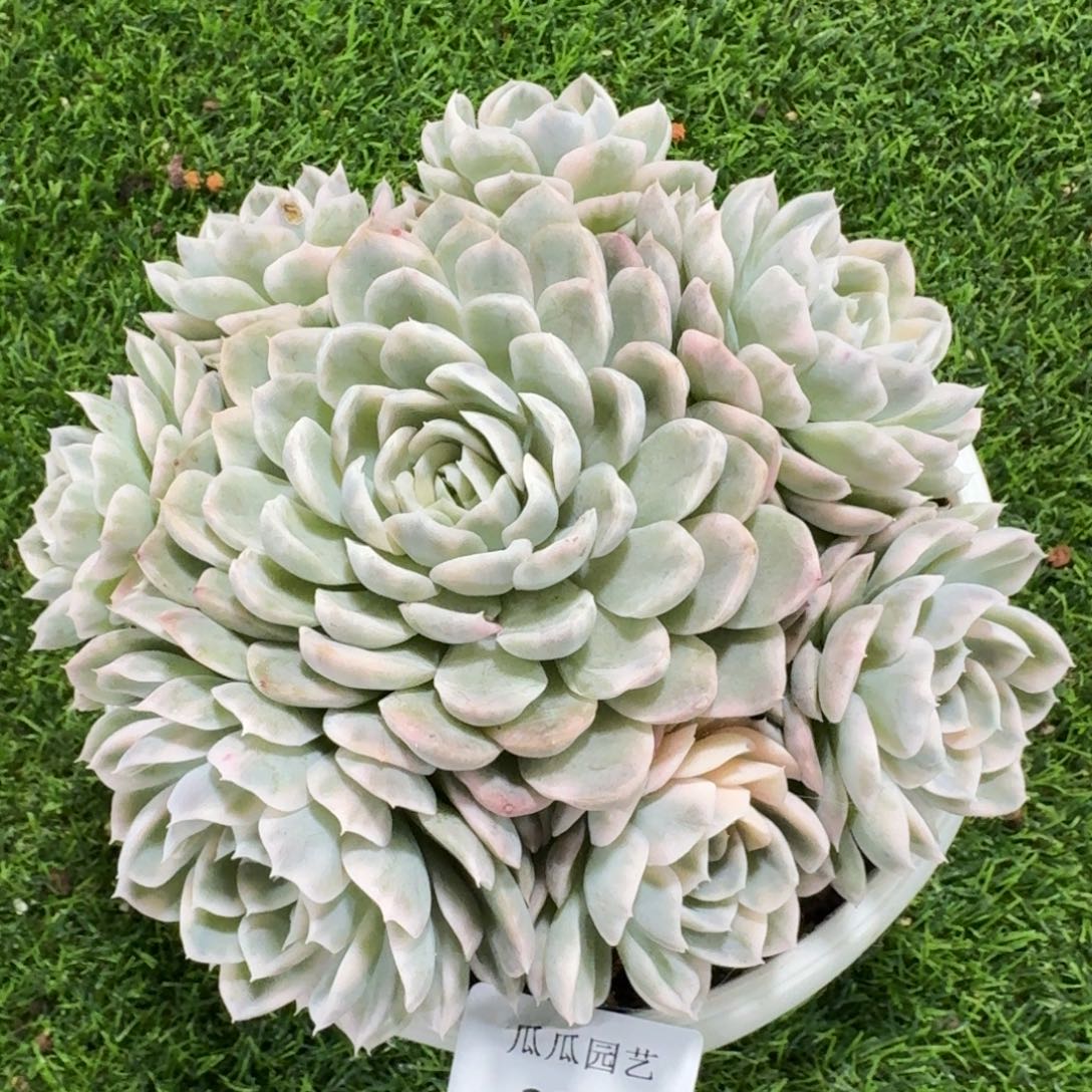 2844墨西哥雪球锦大群多肉植物