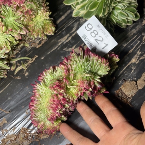 金丝菊多肉多肉9821