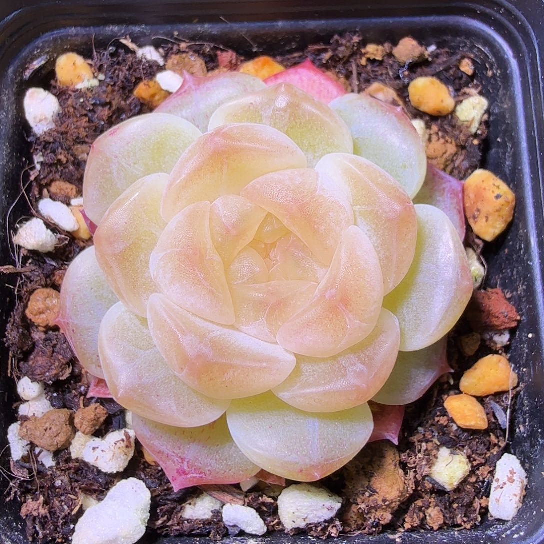 无尽灯单头特价单头