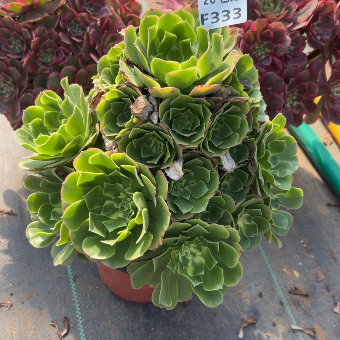 333新尼亚，多肉法师