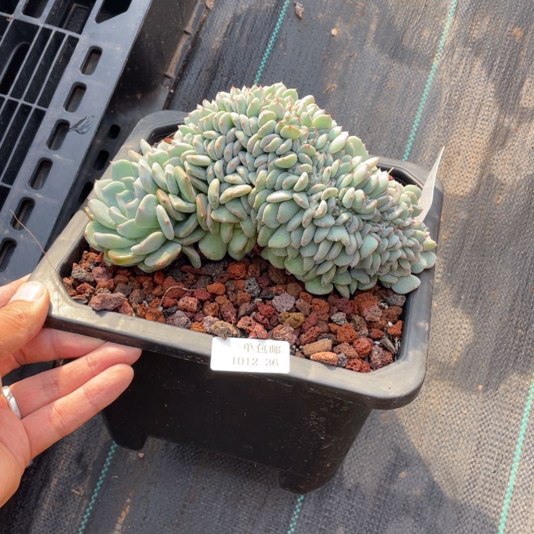 1012-36-劳林sp。。。。。