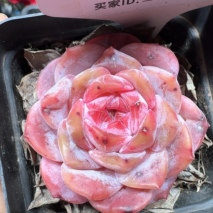 冰糖水晶多肉植物492