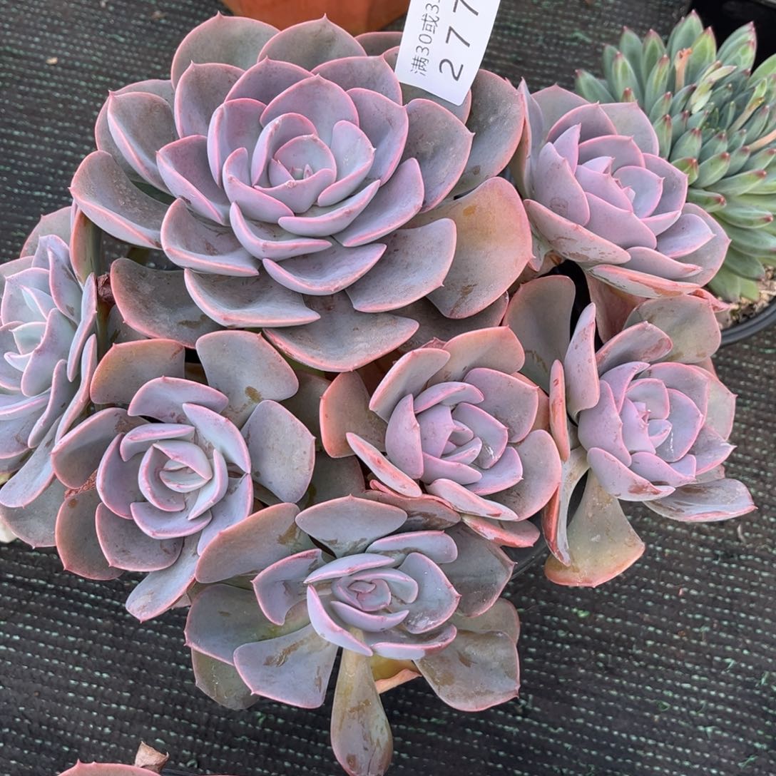 277尘埃玫瑰多肉植物……