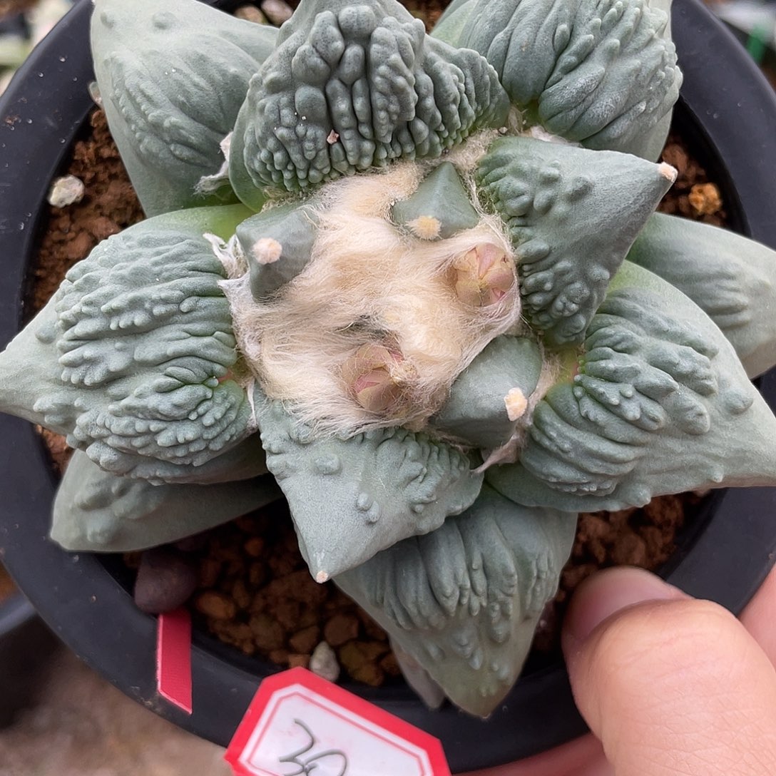 实生血怒福利福利