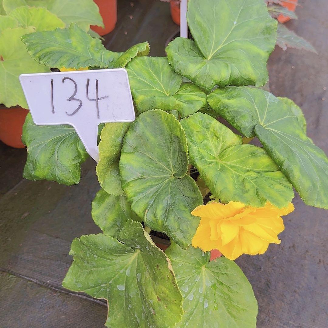 无花朵夫妻海棠种球系列134