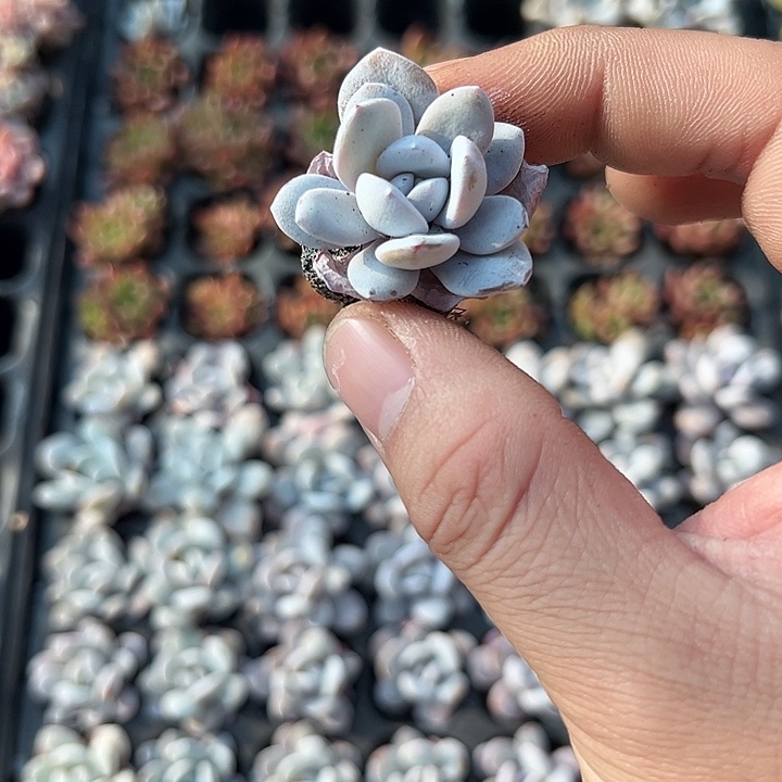 雪莲 满10颗包邮  