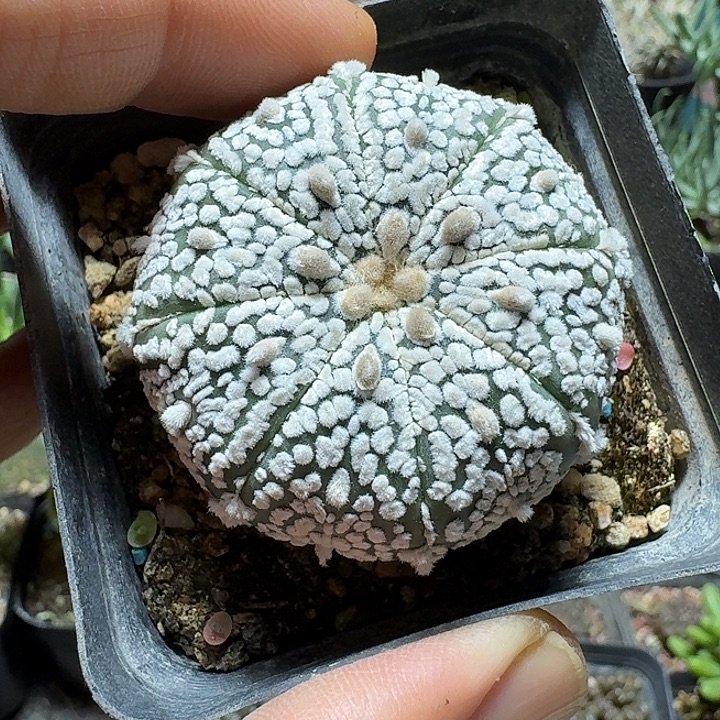 161超兜脱土发货实生