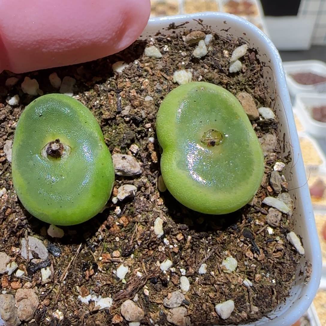 肉锥多肉植物百科6-水晶鞋母本708