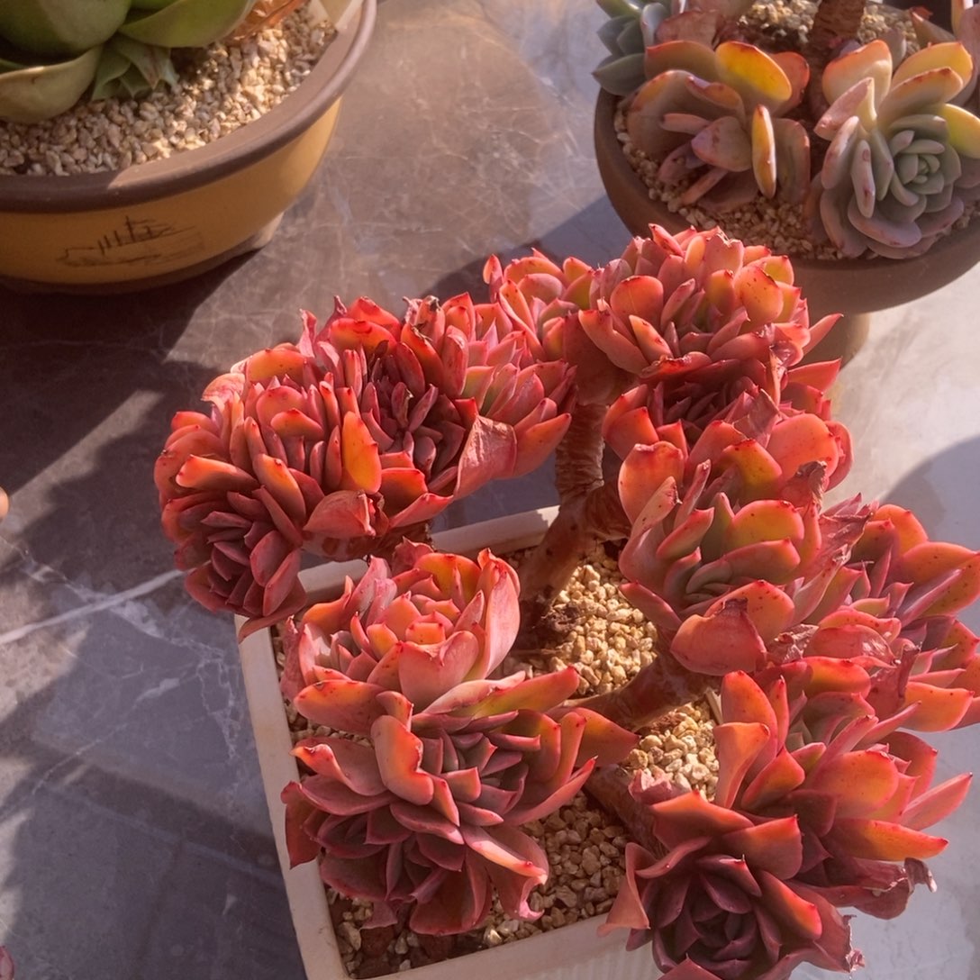 绮罗缀多肉多肉单头