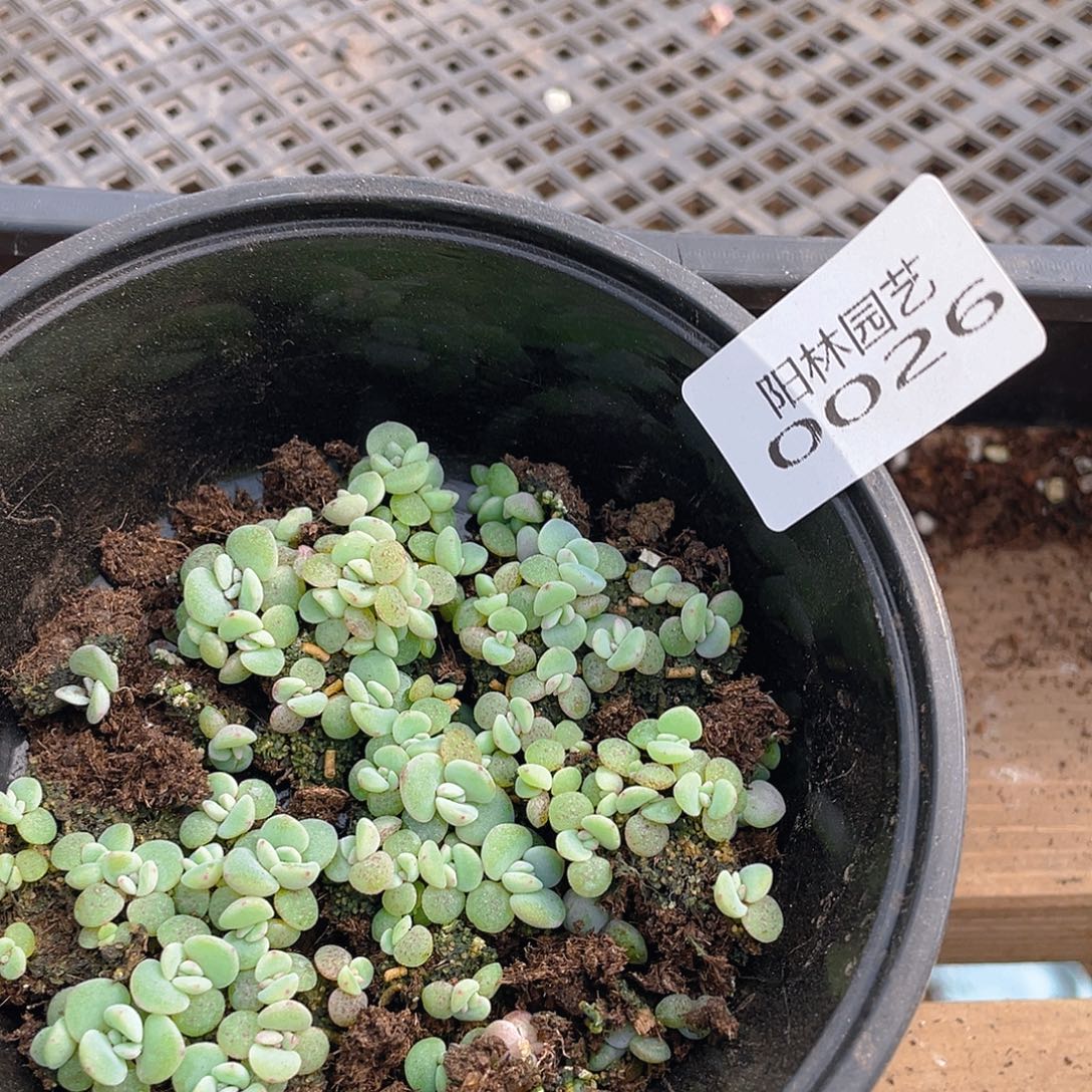 多肉植物多肉植物26
