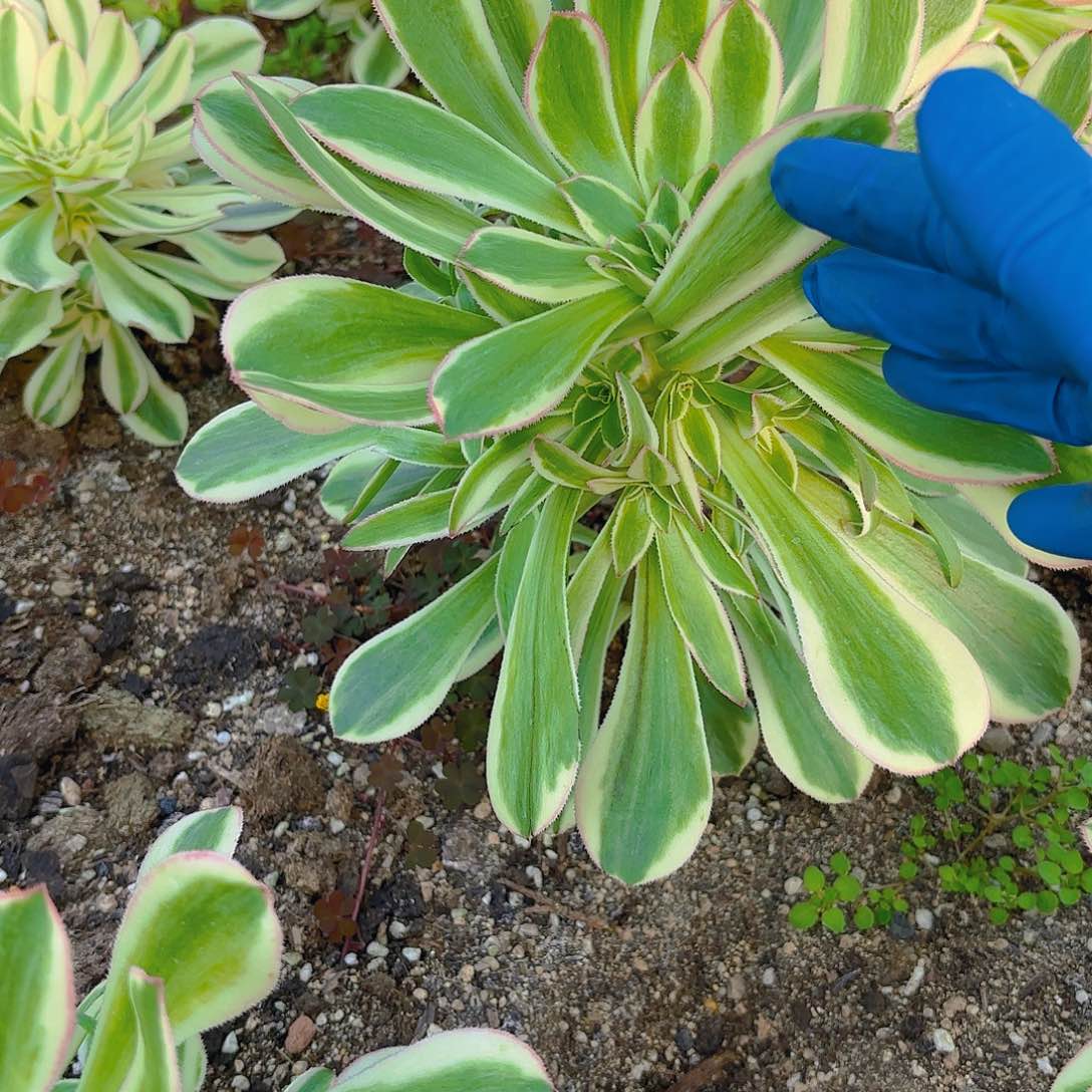 保时捷手捧多肉植物