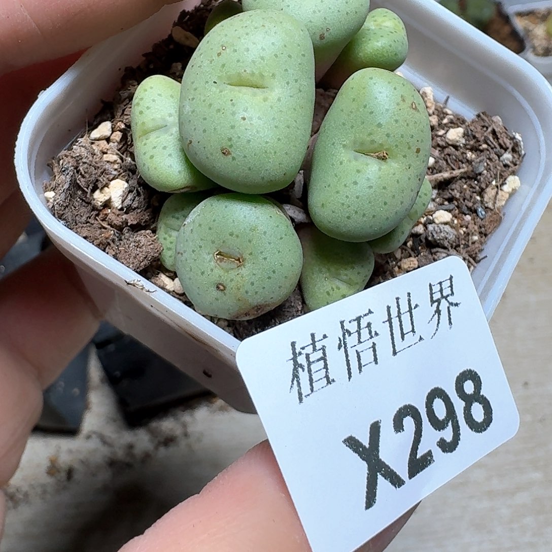 298盒多肉植物哇f g